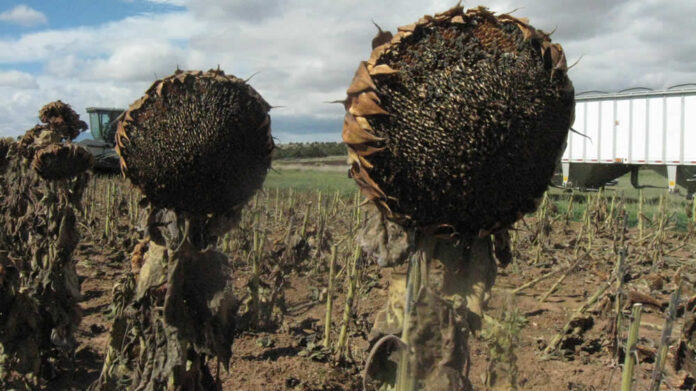 cosecha-de-girasoles