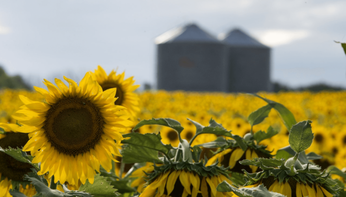 girasol