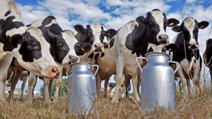 Vacas