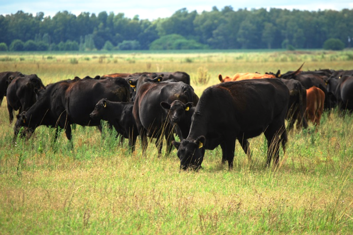 MAS-VACAS