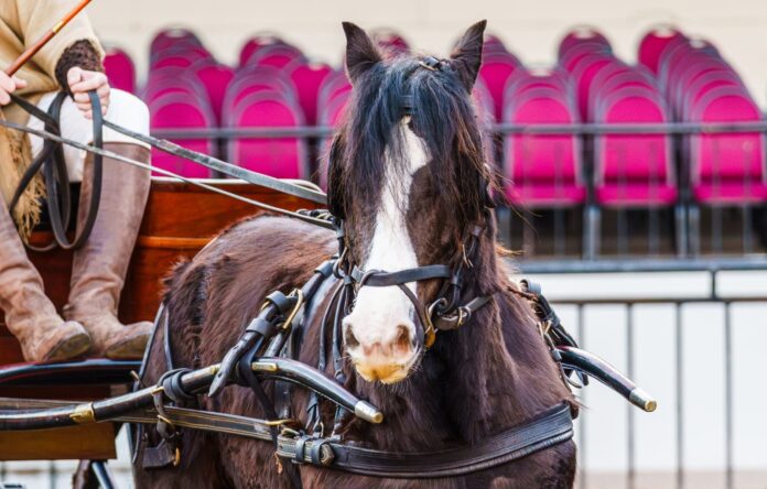 Gypsy-Vanner-chica--scaled