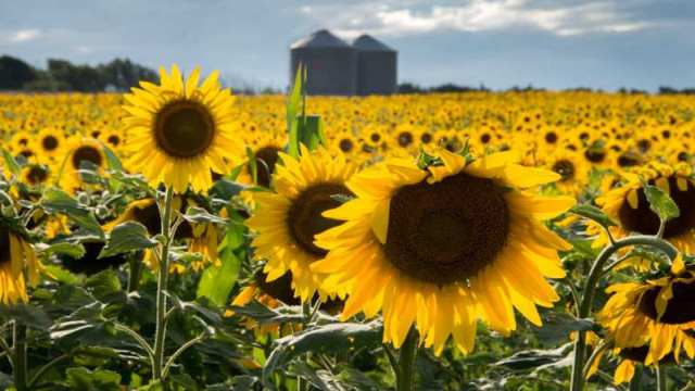 girasol