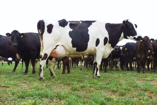 LECHERIA-MASTITIS