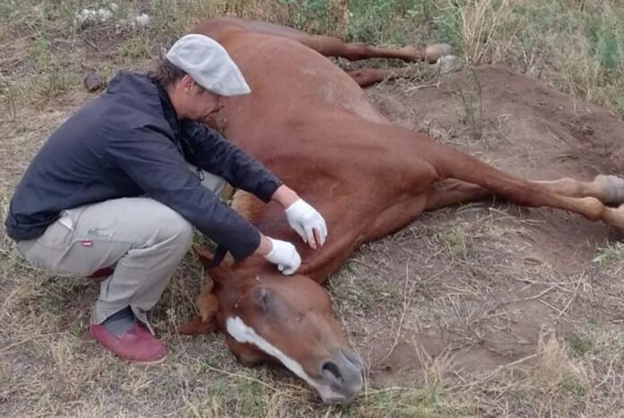 caballos