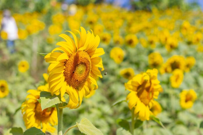 girasol