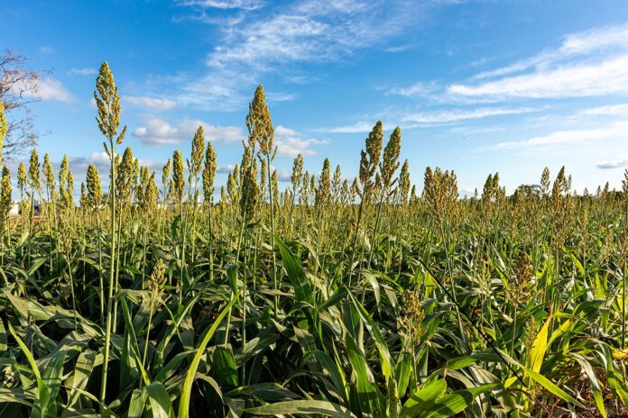 Sorghum plantation. Sorghum culture for animal feed. Sorghum still green and fresh. Selective focus
