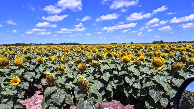 GIRASOL