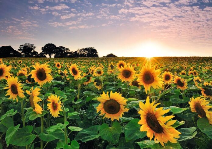 girasol