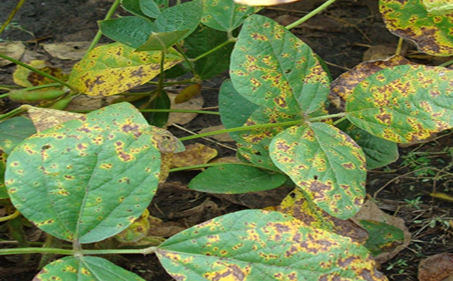 septoria