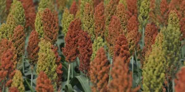 sorgo