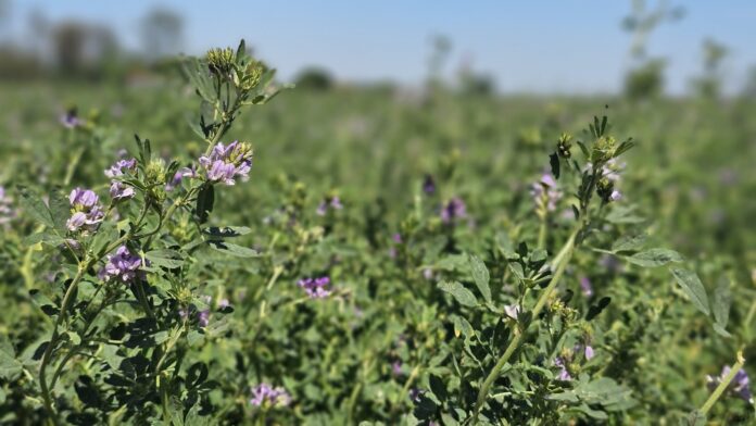 alfalfa