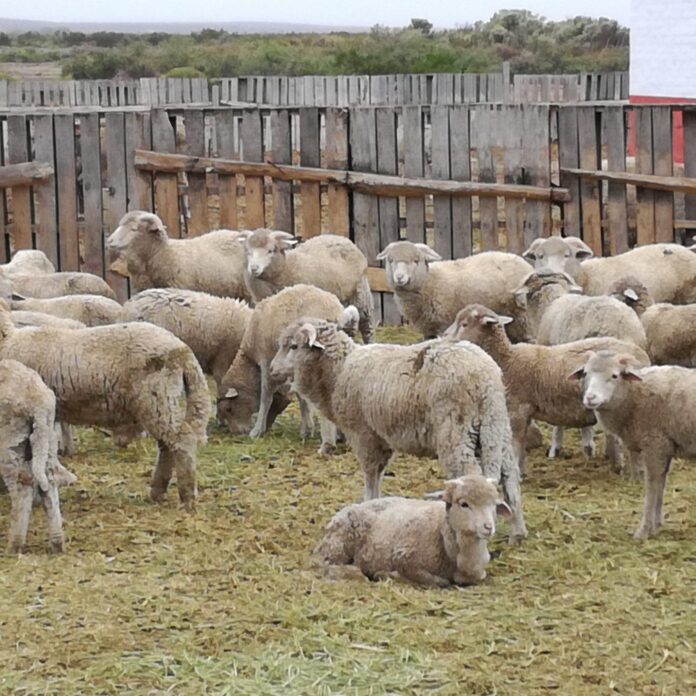 ovejas-de-refugo
