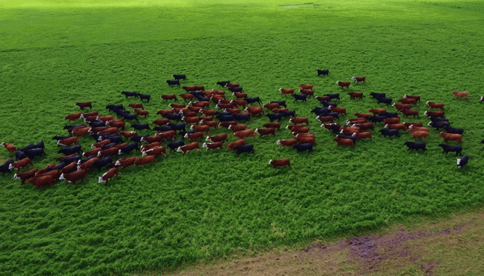 vacas