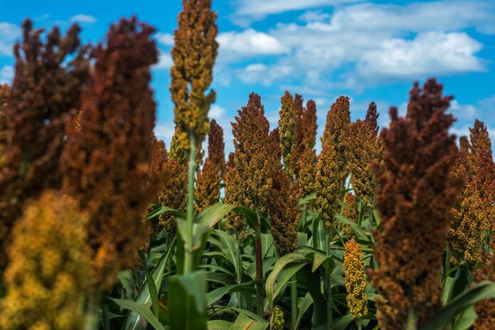 sorgo