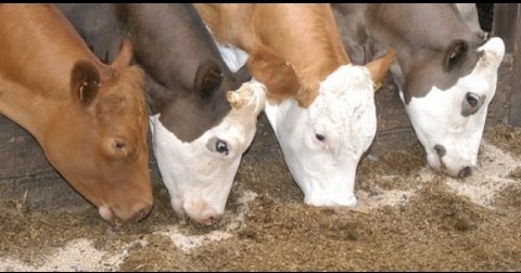 vacas-alimento