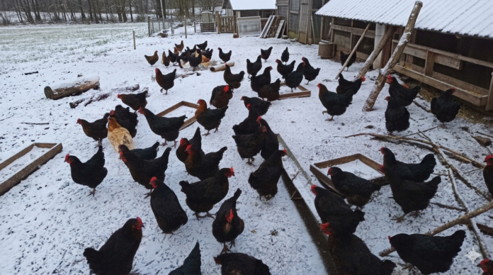 gallinas