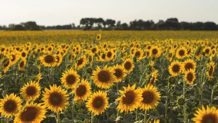 girasoles