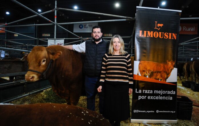 limousin