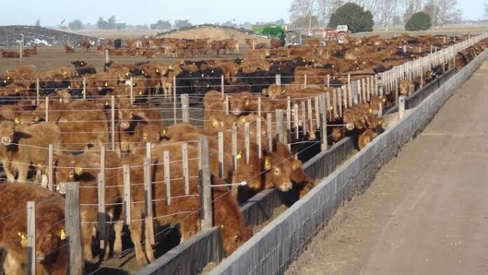 feedlot