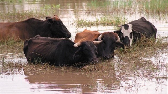 vacas