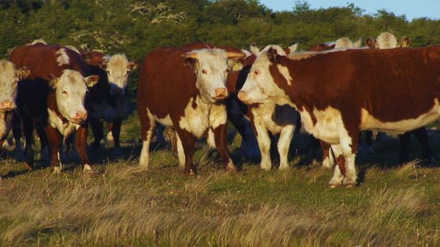 vacas