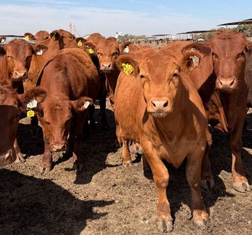 ACA-FEEDLOT