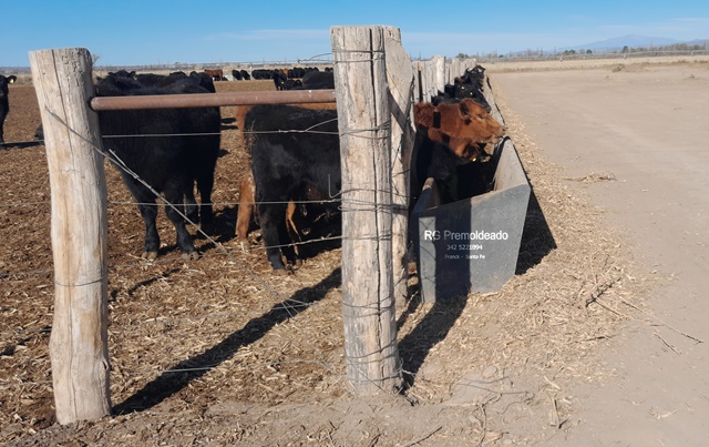 FEEDLOT-EN-MENDOZA