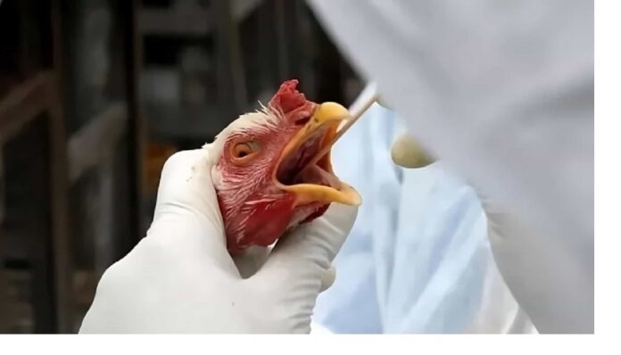 gripe-aviar