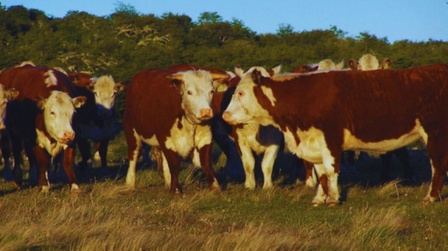 vacas